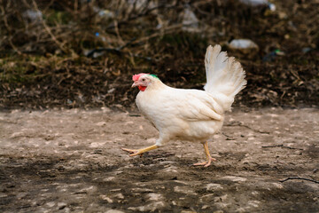 White hen running on the road