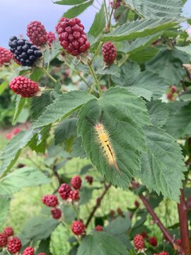 Caterpillar on a blackberry bush leaf