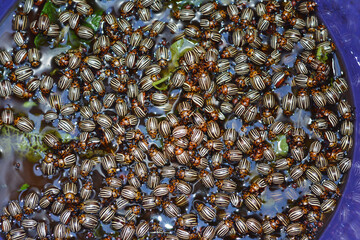 How to control colorado beetle organically by hand-picking beetles, larvae and throwing them in a bucket with soapy water.