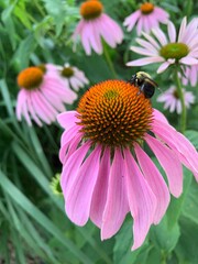 bee on a flower