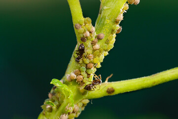 Colony of aphids and ants on garden plants