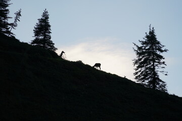 the silhouette of a red deer calf and his mother on the horizon in the sunset on the mountains