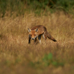 Brown fox hunting for prey