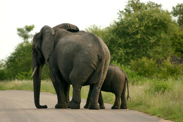 Fototapeta na wymiar Elephant Kruger Park South Africa