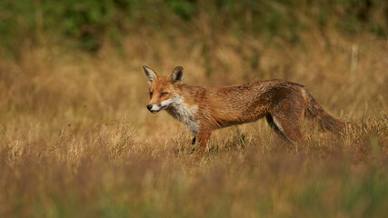 Brown fox hunting for prey