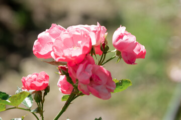 garden rose Bush in the Park close up