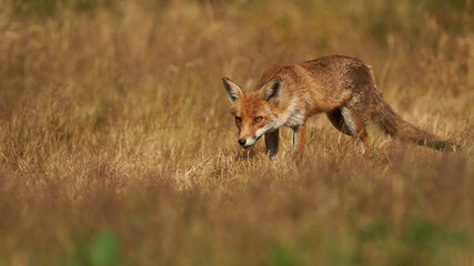 Brown fox hunting for prey