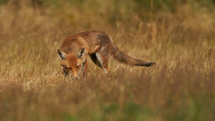 Brown fox hunting for prey