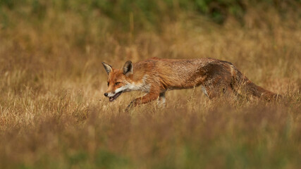 Naklejka na ściany i meble Brown fox hunting for prey