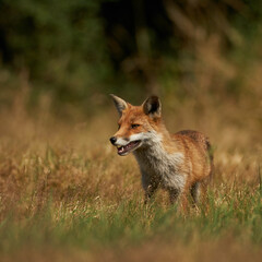 Brown fox hunting for prey