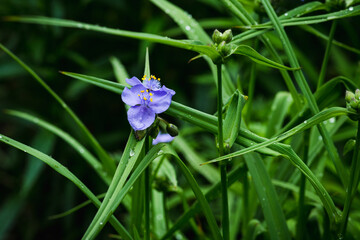 Blooming blue Tradescantia (Tradescantia virginiana) in the garden. Selective focus. Shallow depth of field.