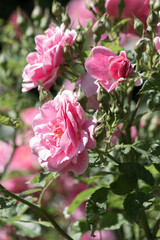 garden rose Bush in the Park close up