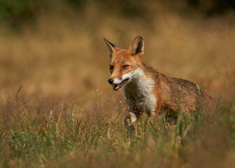 Brown fox hunting for prey