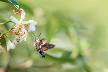 hummingbird hawk-moth on flower. Macroglossum stellatarum hovering over flower while preparing its long proboscis to collect nectar. Blurred background.