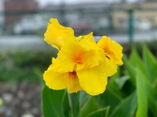Yellow Canna Lily