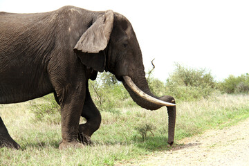 Fototapeta premium Elephant Kruger Park South Africa