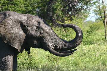 Obraz premium Elephant Kruger Park South Africa