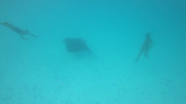 Raie Manta et des plongeurs dans le lagon de Maupiti, Polyn&eacute;sie fran&ccedil;aise