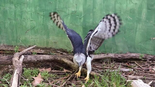 Handheld close up shot of Harpy eagle, or royal hawk, spreading the wings on the ground