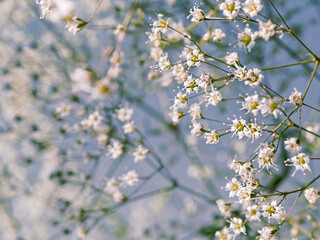 Flower composition. A close view of the white gypsophila flowers are on a blue background. Macro image. Shallow depth of field.