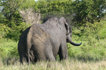 Fototapeta premium Elephant Kruger Park South Africa
