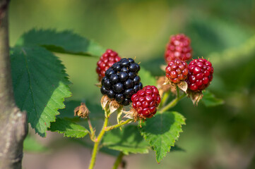 Rubus fruticosus big and tasty garden blackberries, black ripened fruits berries on branches wiht green leaves