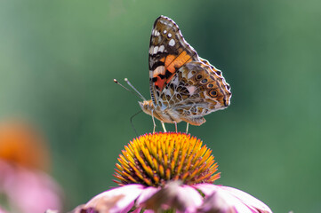 Vanessa cardui butterfly sitting on Echinacea purpurea flowering plant, eastern purple coneflower in bloom
