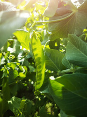 Pea pods hang on a branch. Bright sunshine. The concept of summer, harvest, healthy organic vitamin food, veganism.