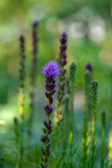 Liatris spicata deep purple flowering plant, group of flowers on tall stem in bloom