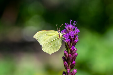 Gonepteryx rhamni butterfly sitting on Liatris spicata deep purple flowering flowers