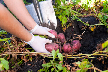 Woman hands picking fresh organic potatoes in the garden.