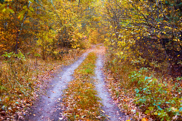 Obraz premium Double path in autumn forest. Non-urban scene.