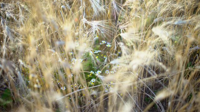 Dolly shot of wild chamomile flowers in a yellow ripe wheat ears in a wheat field in a farm at sunset under sunlight.