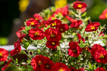 Calibrachoa million bells beautiful flowering plant, group of red flowers in bloom, ornamental pot balcony plant