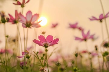blooming pink cosmos flower in the morning sunrise.