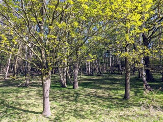 Naklejka premium trees in spring