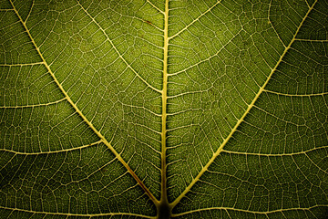 Close-up of backlit dark green leaf. Detail of veins. Abstract macro nature photography