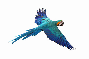 Colorful flying macaw parrot isolated on white