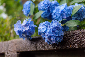 blue hydrangea flowers