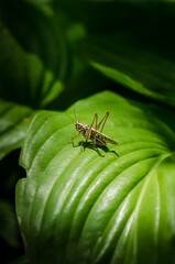 Grasshopper on a green leaf in the light