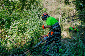 Naklejka premium forest man working with chainsaw in forest