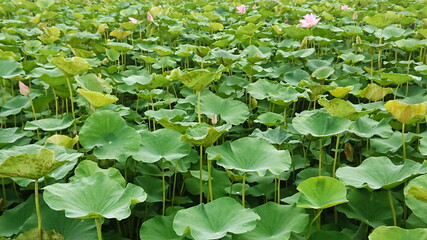 Lotus water leaf and float tropical plant natural aquatic