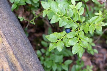 Beautiful fresh purple blueberries in the woods