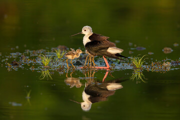 Piccolo di cavaliere d'Italia raggiunge la mamma per inserti sotto le sue ali