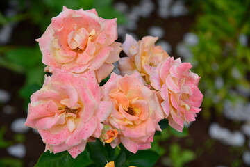 pink rose flover in the garden in summer