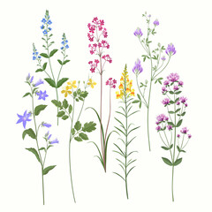floral set. summer meadow flowers - obrazy, fototapety, plakaty