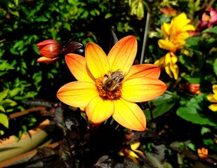 butterfly on a yellow flower