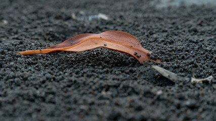 autumn leaf on the sand