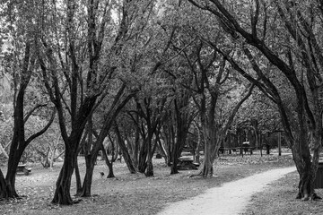 Black and white photo of trees along a path inside a park