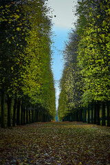 Naklejka premium autumn in the park
